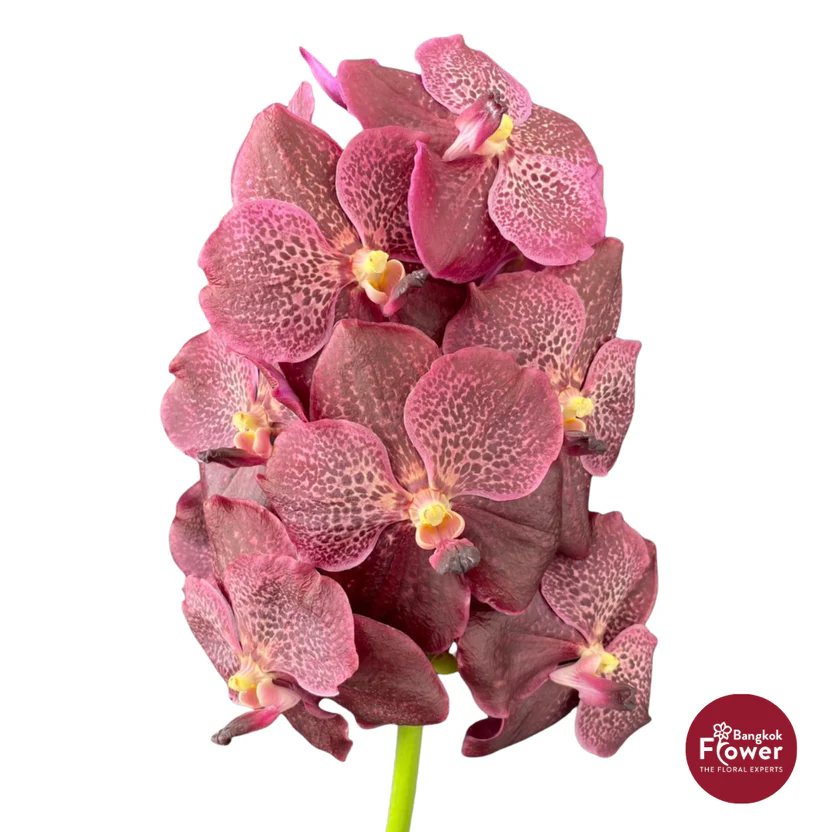 Vanda Orchid Dark Magenta Purple