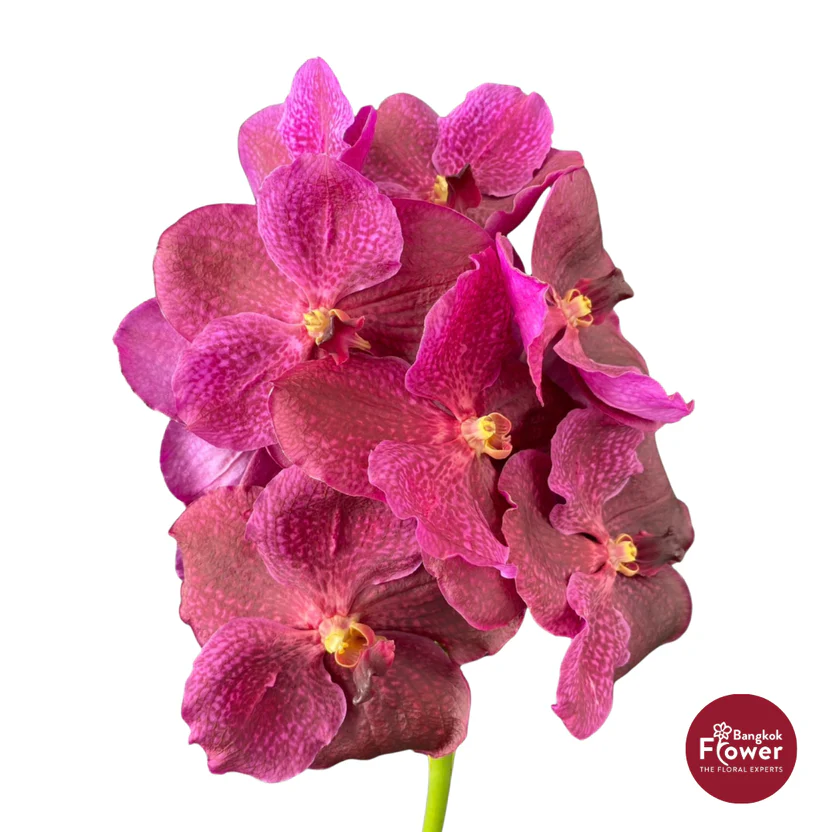 Vanda Orchid Dark Pink