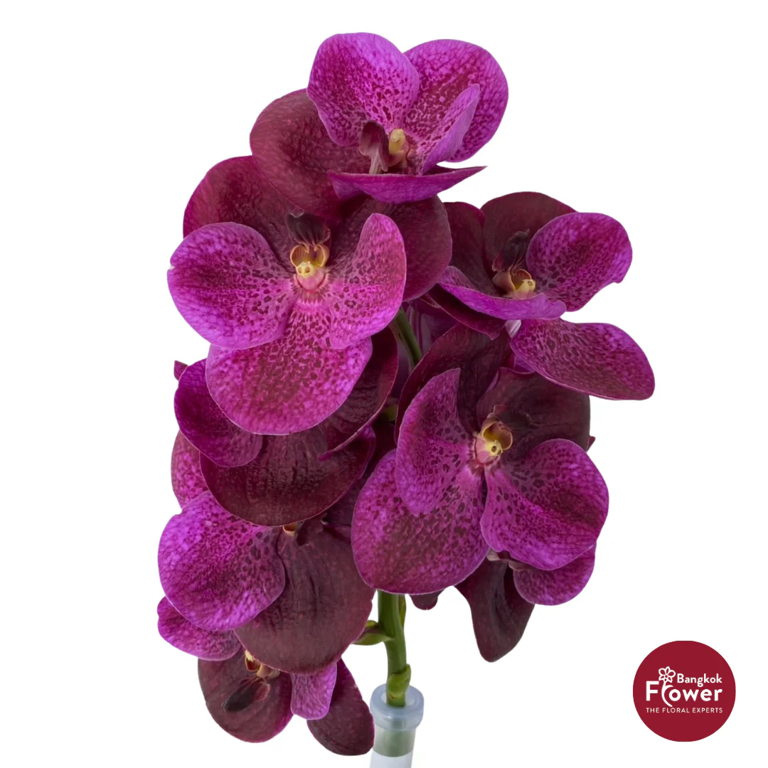 Vanda Orchids