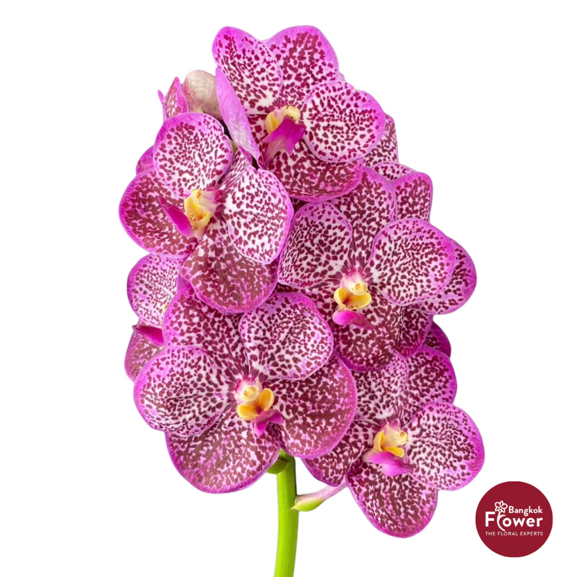 Vanda Orchid Gray Pink