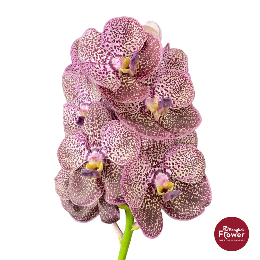 Vanda Orchid Gray Purple