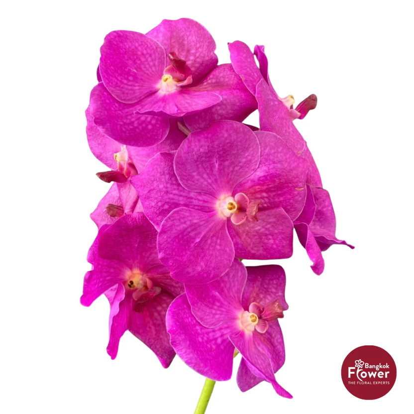 Vanda Orchid Hot Pink