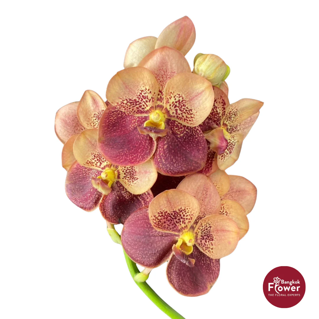 Vanda Orchid Light Brown