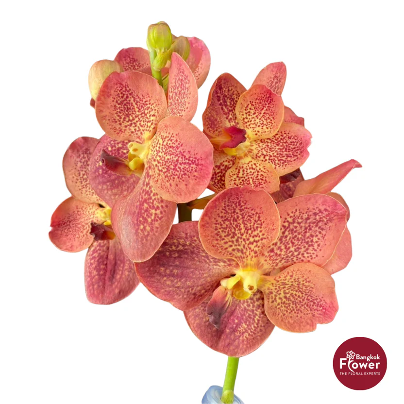 Vanda Orchid Light Orange Brown
