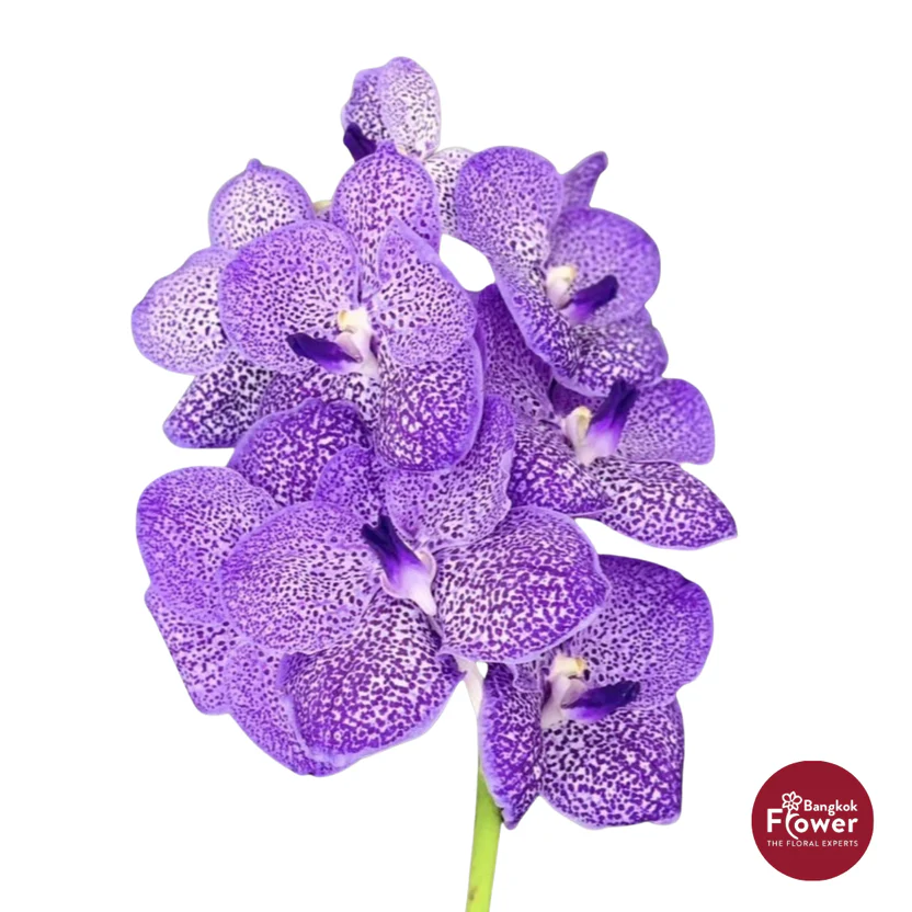 Vanda Orchid Light Purple