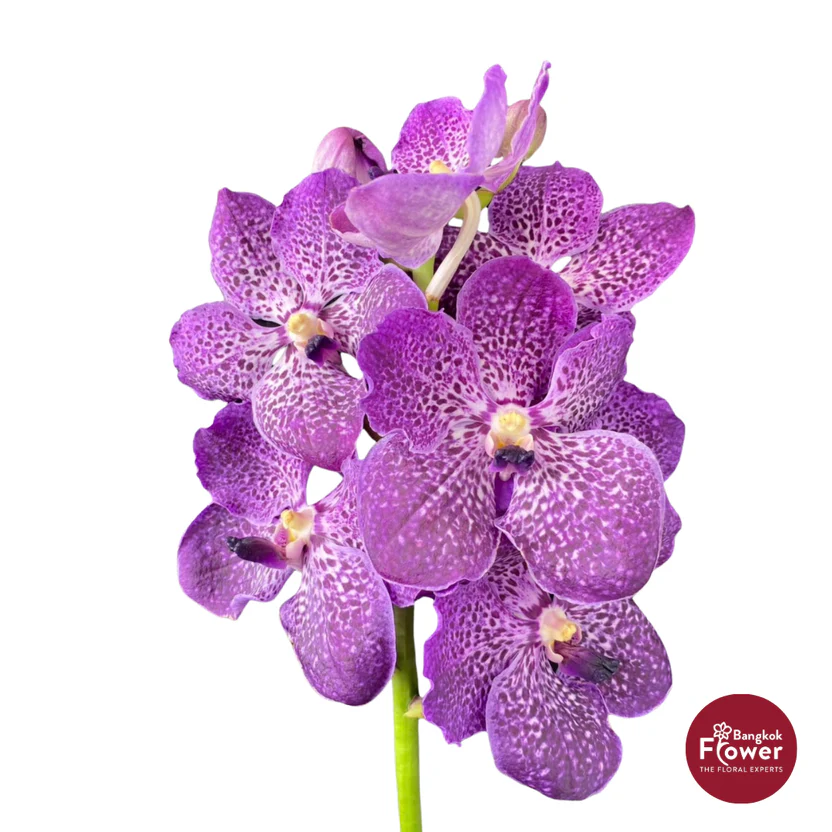 Vanda Orchid Magenta Purple