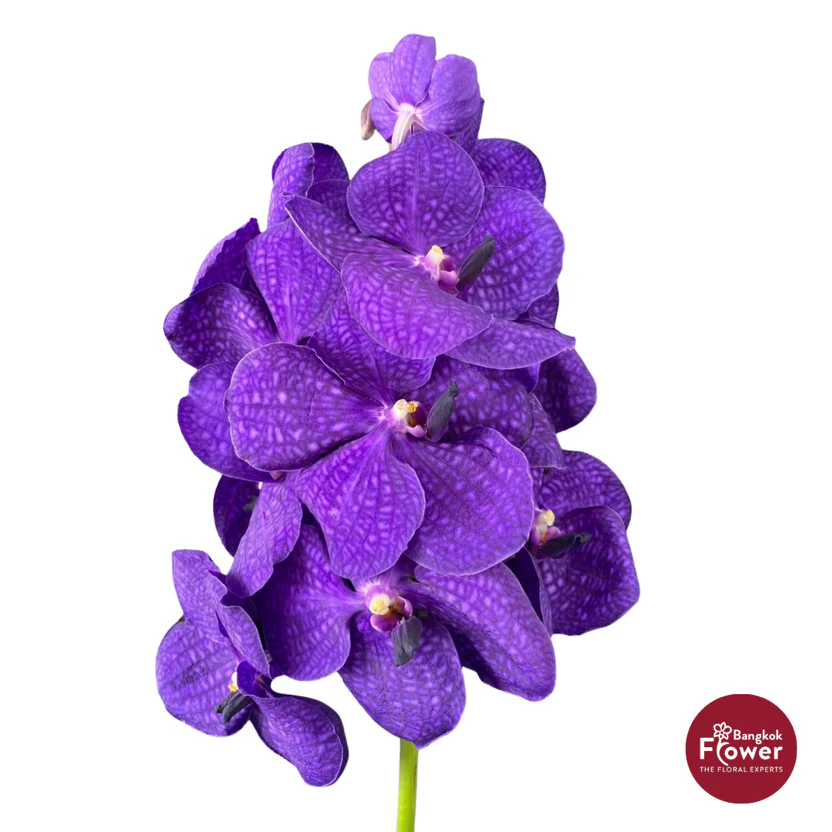 Vanda Orchid Purple