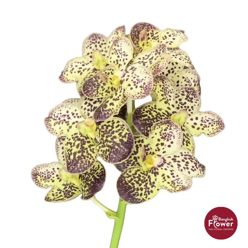 Vanda Orchid Yellow 1