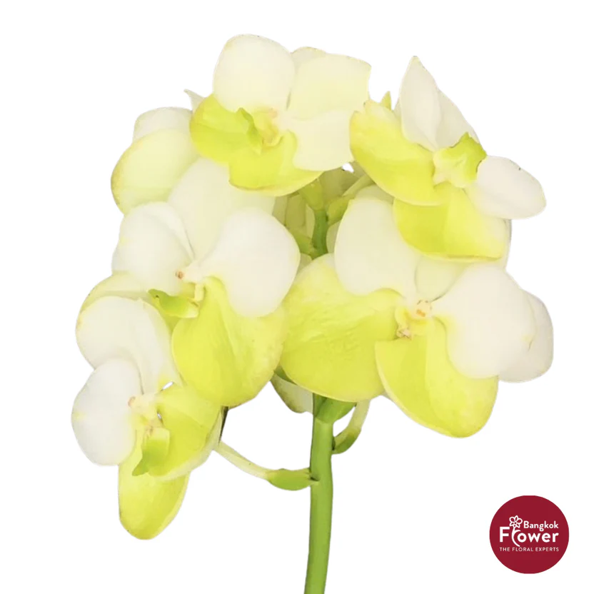 Vanda Orchid Yellow 2