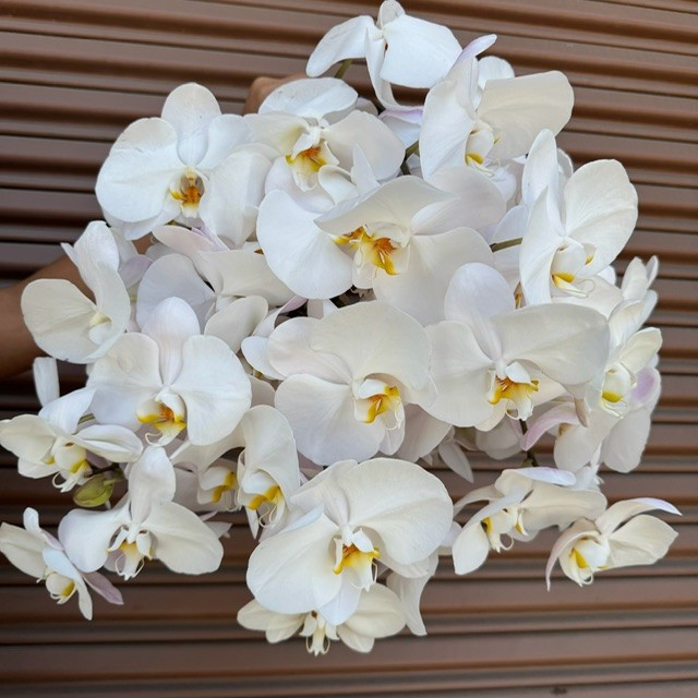 Cut Phaleonopsis Stems