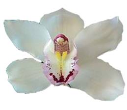 Cymbidium Orchids