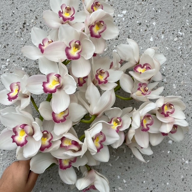 White Cymbidium 2