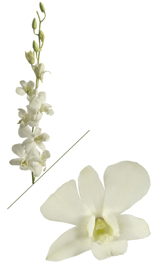 Dendrobium Orchids