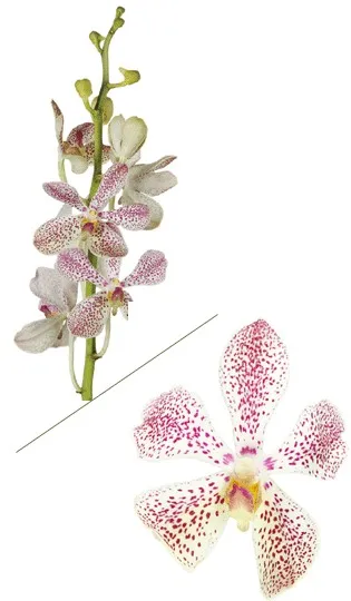 White Mokara