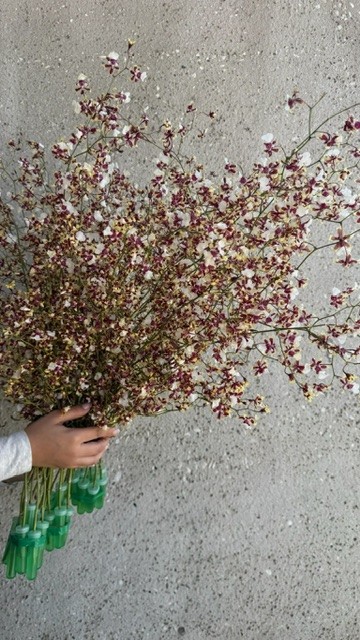 White Oncidium Orchid