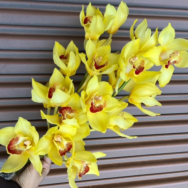 Yellow Cymbidium