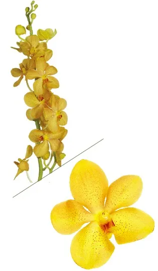 Mokara Orchids