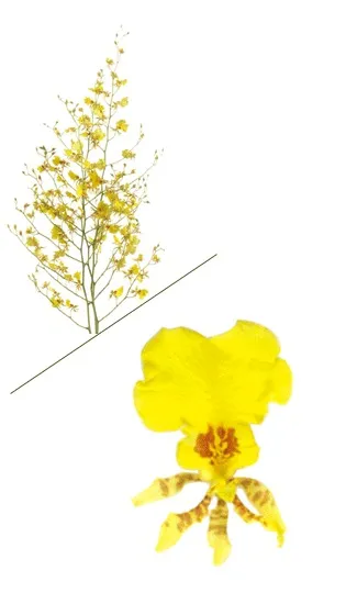 Oncidium Orchids