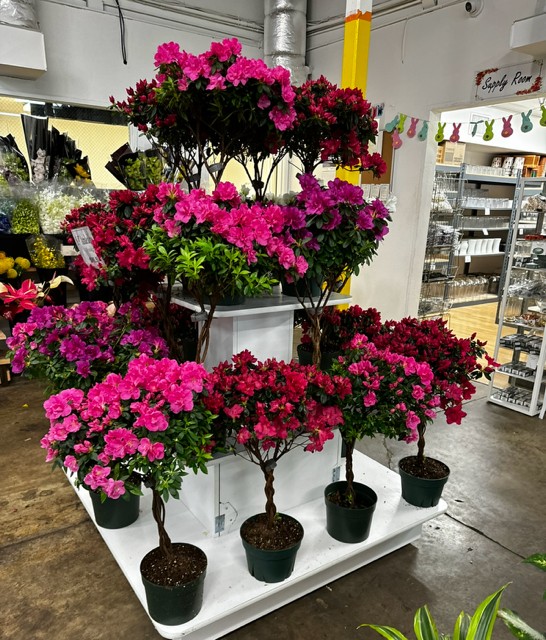Plants