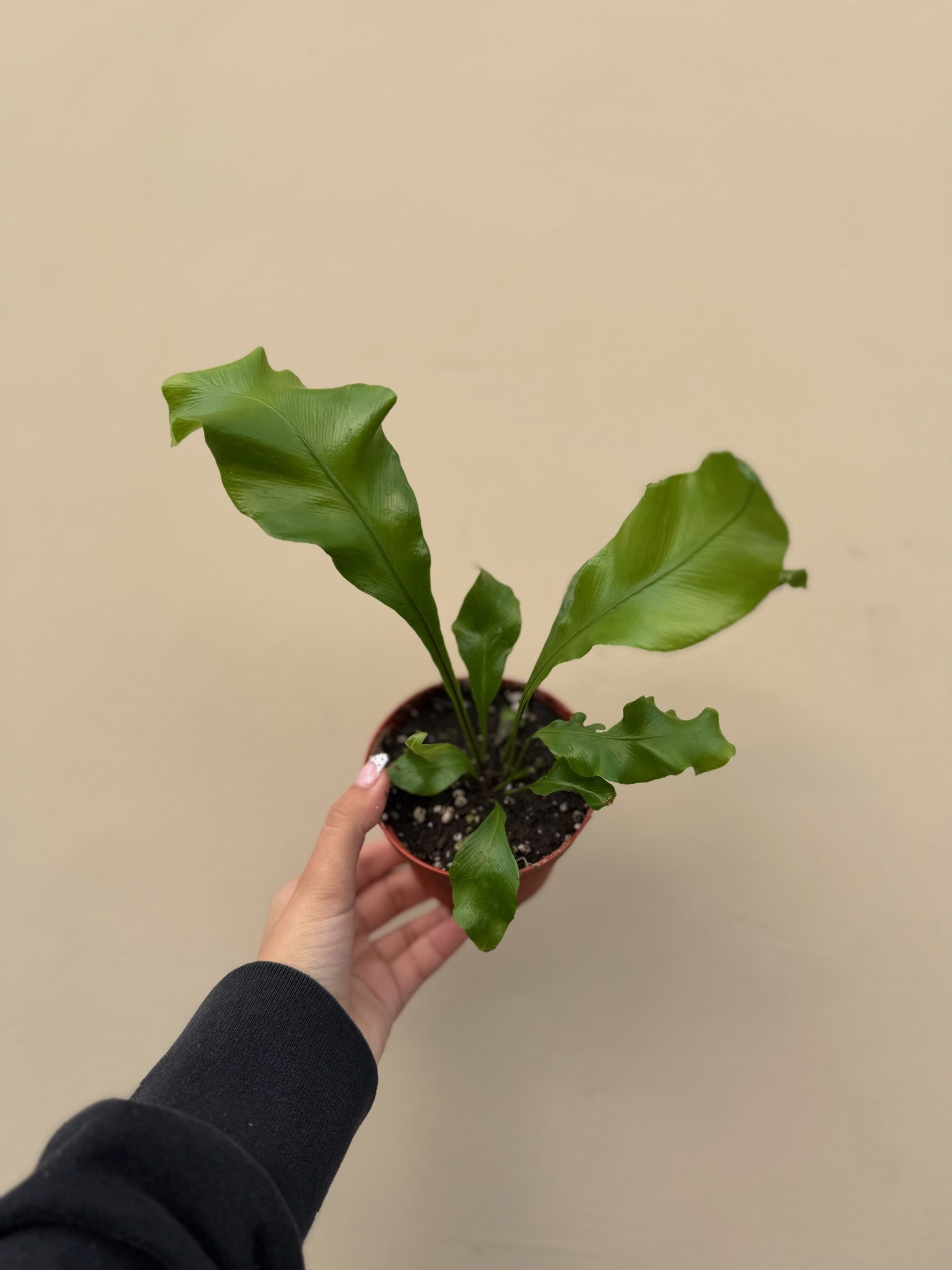 Bird Nest Fern 4in