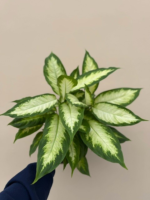 Diffenbachia