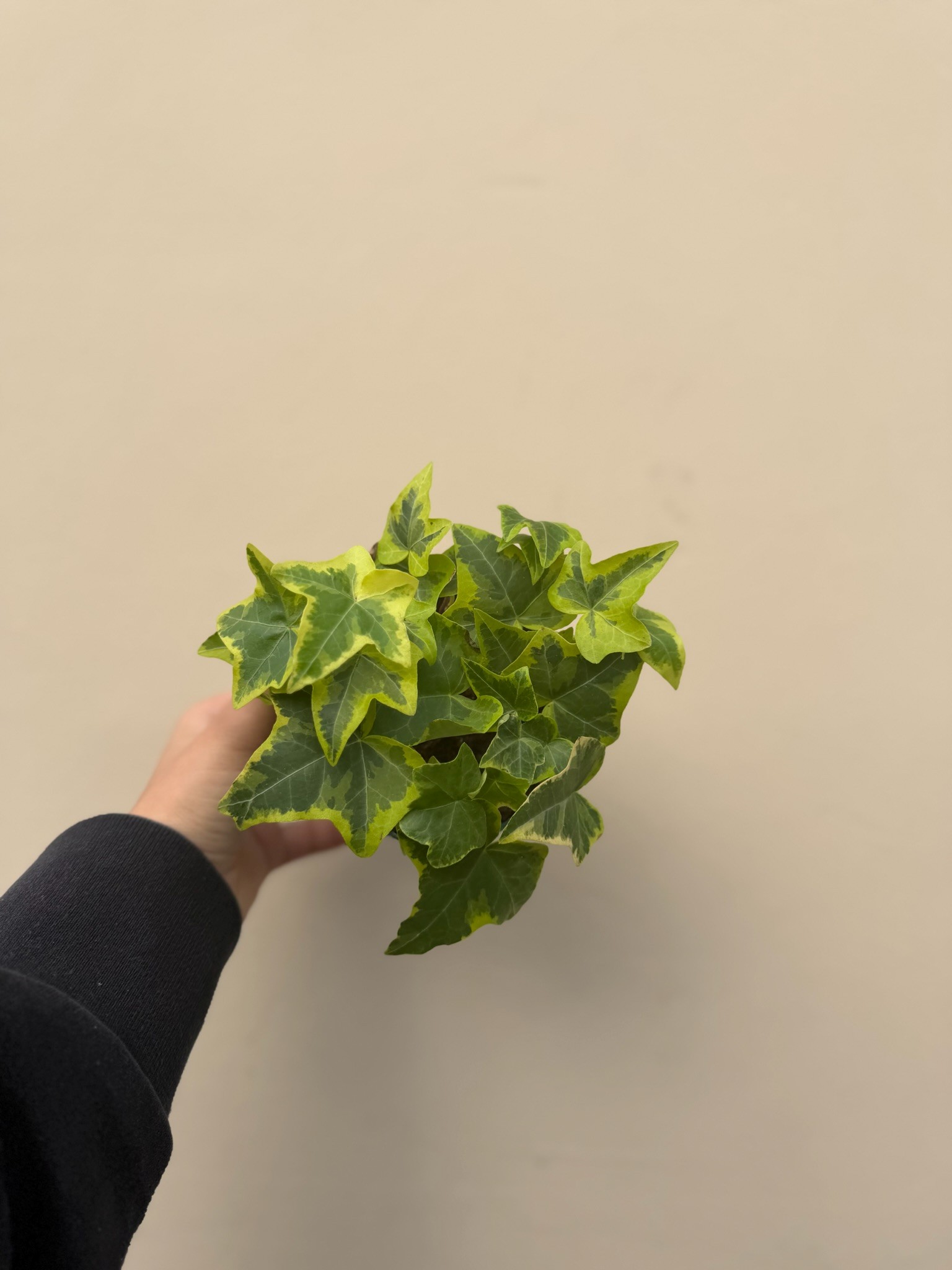 English Ivy Yellow