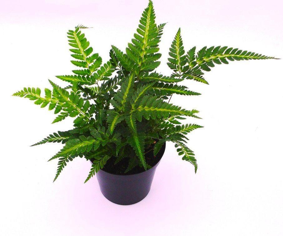 fern east indian holly