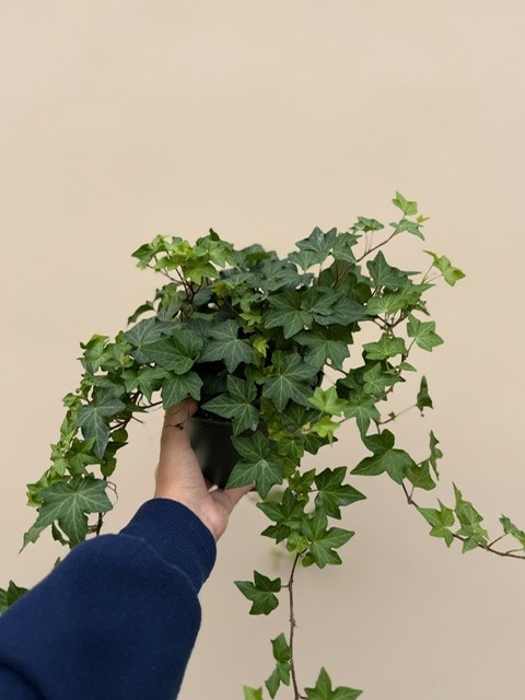Ivy