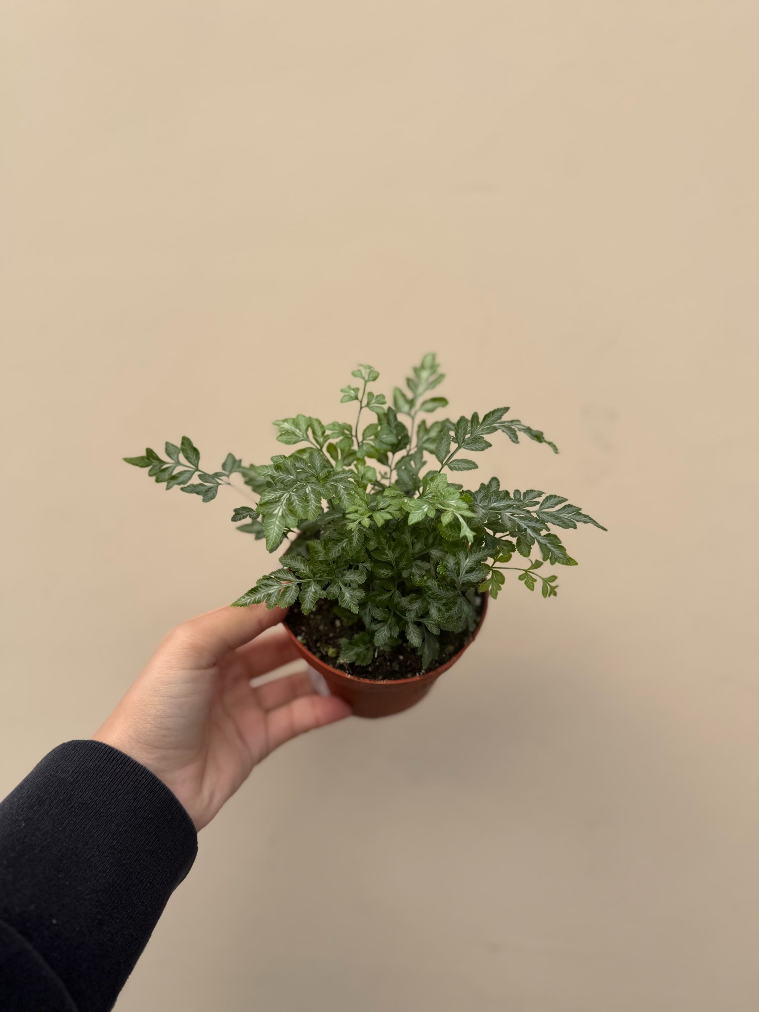 Lace Fern 4in