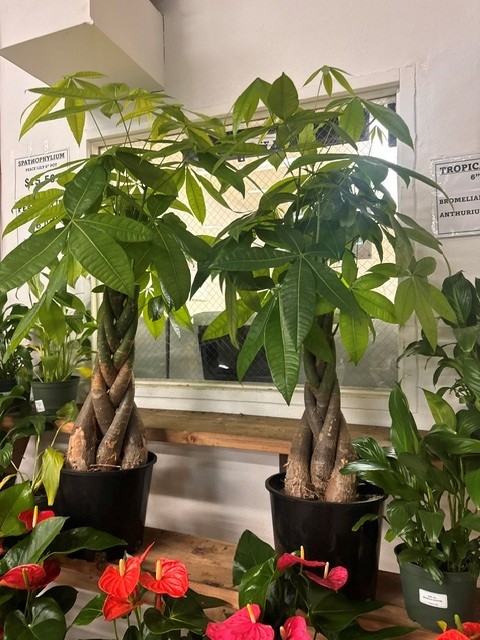 Money Trees
