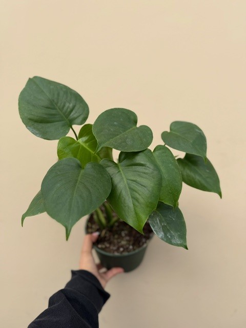 Misc Plants