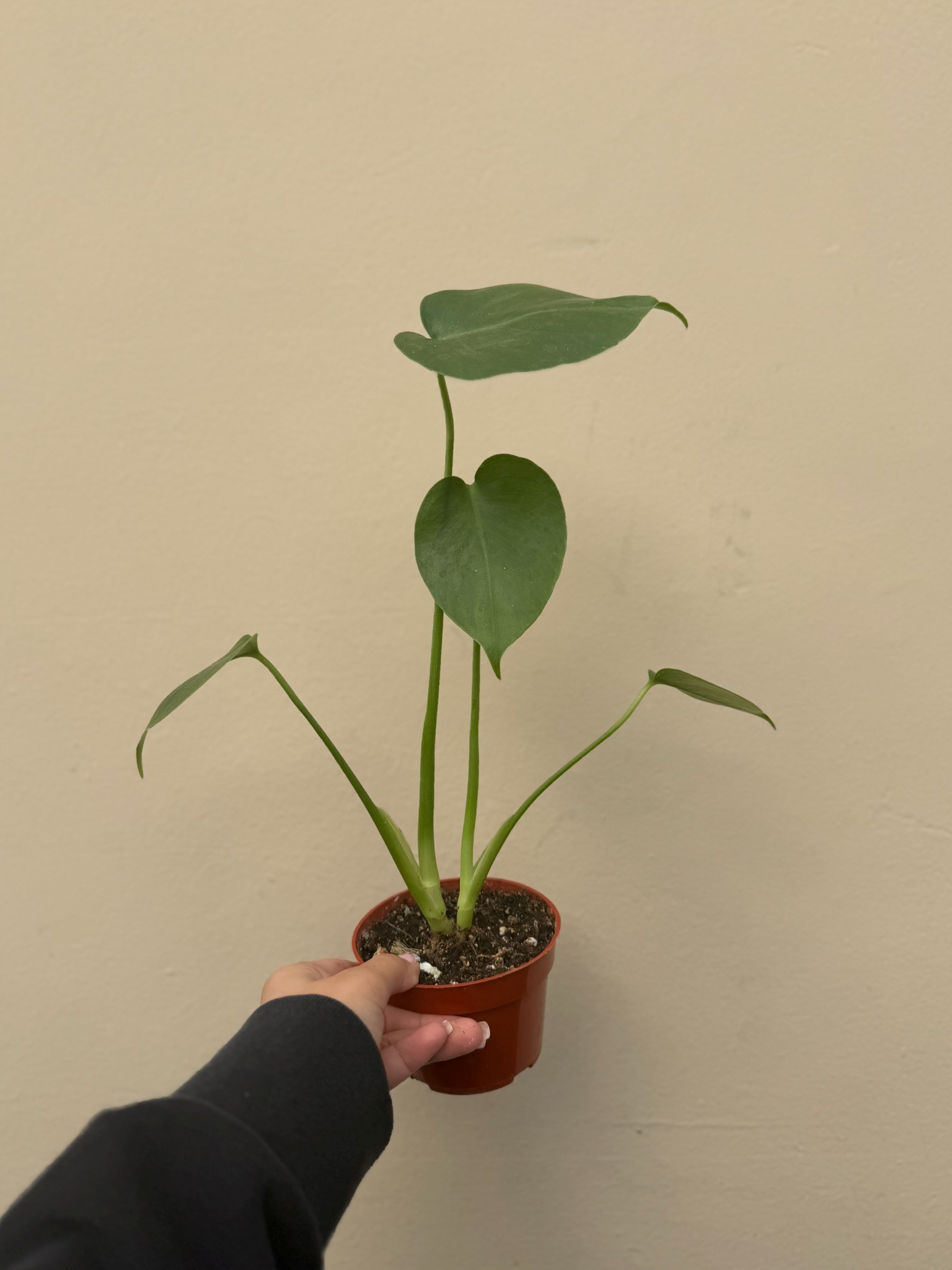 Monstera 4in