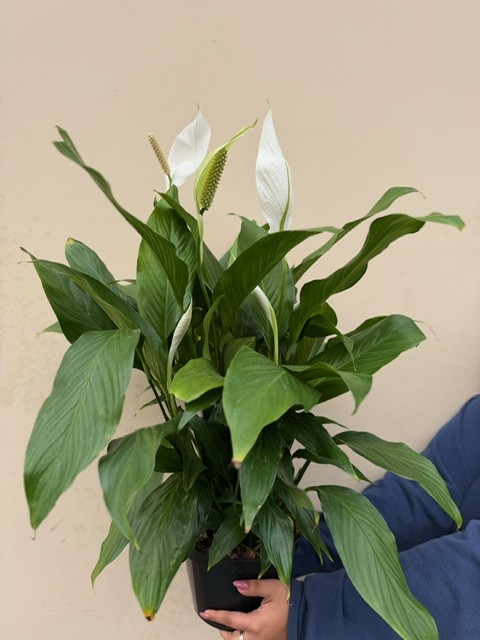 Peace Lily Spathophilium