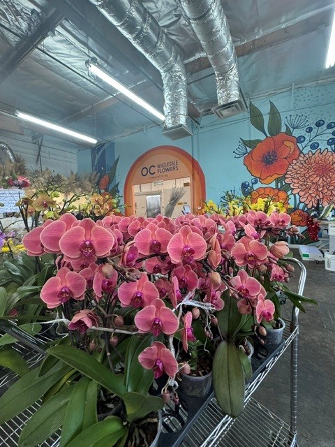 Misc Orchid Plants