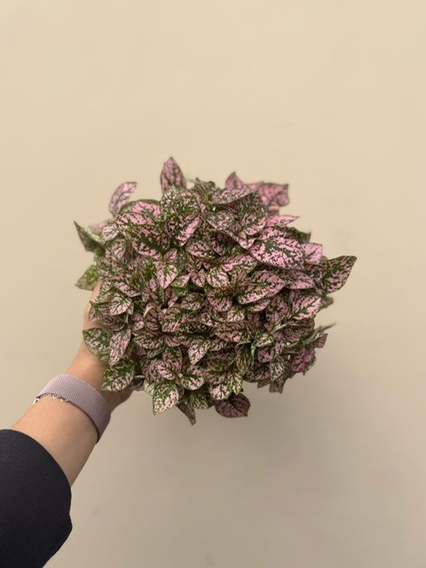 Pilea Cadierei Pink