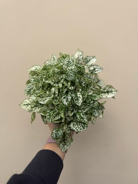 Pilea Cadierei White