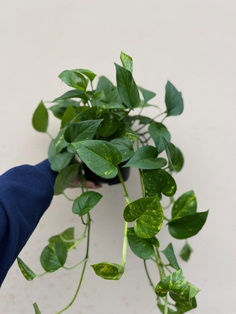 Pothos