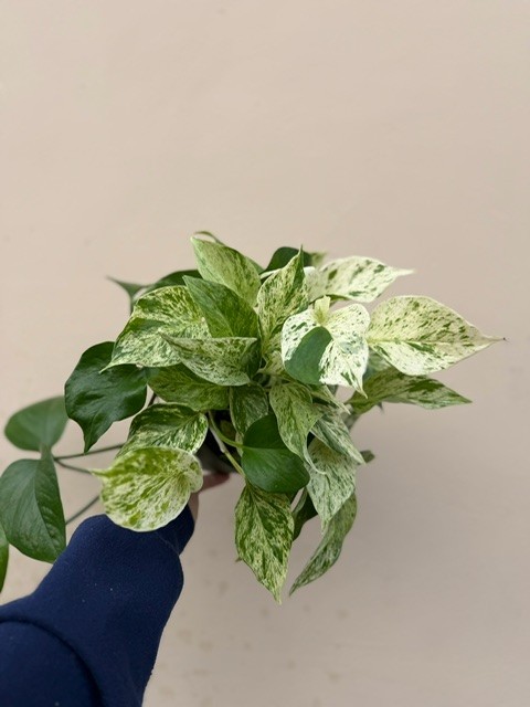 Pothos Variegated