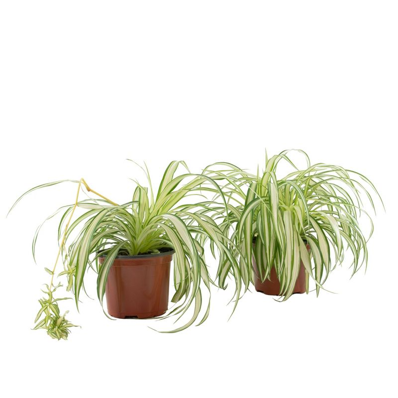 spider plant