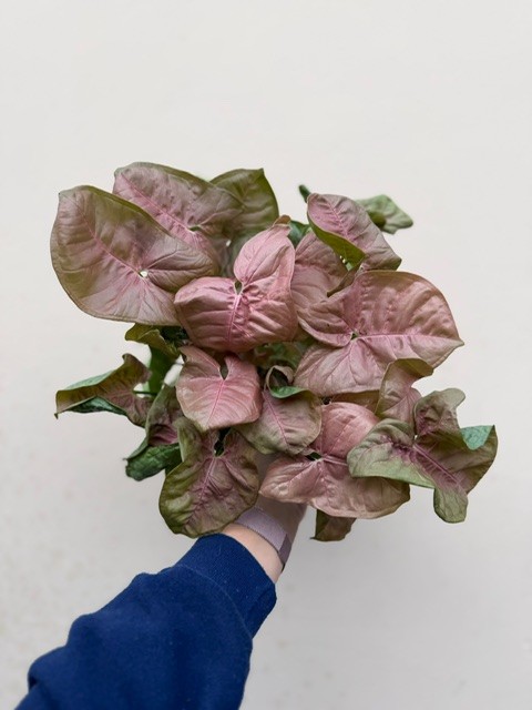 Syngonium Pink Spash