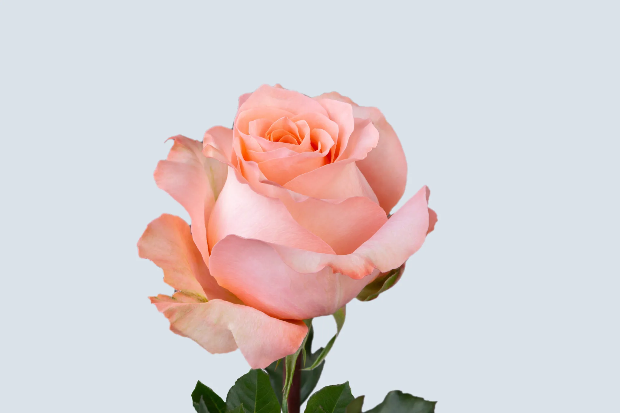 Coral Roses