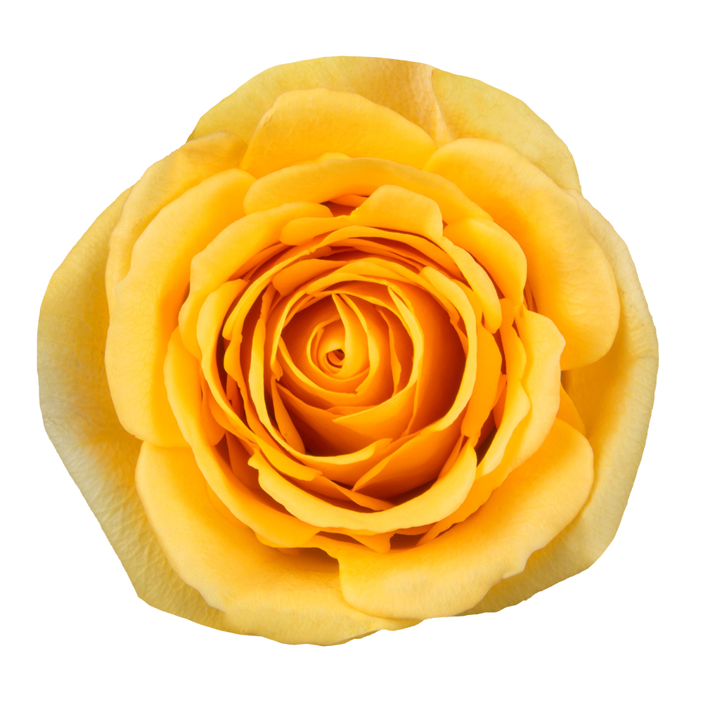 Yellow Roses