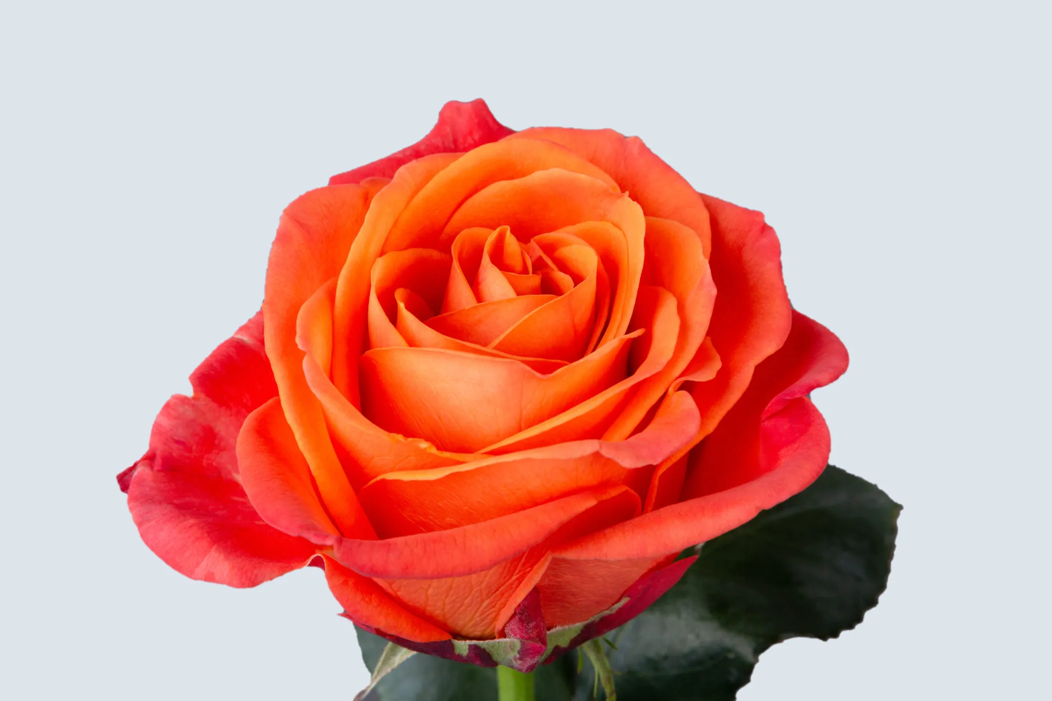 Orange Roses