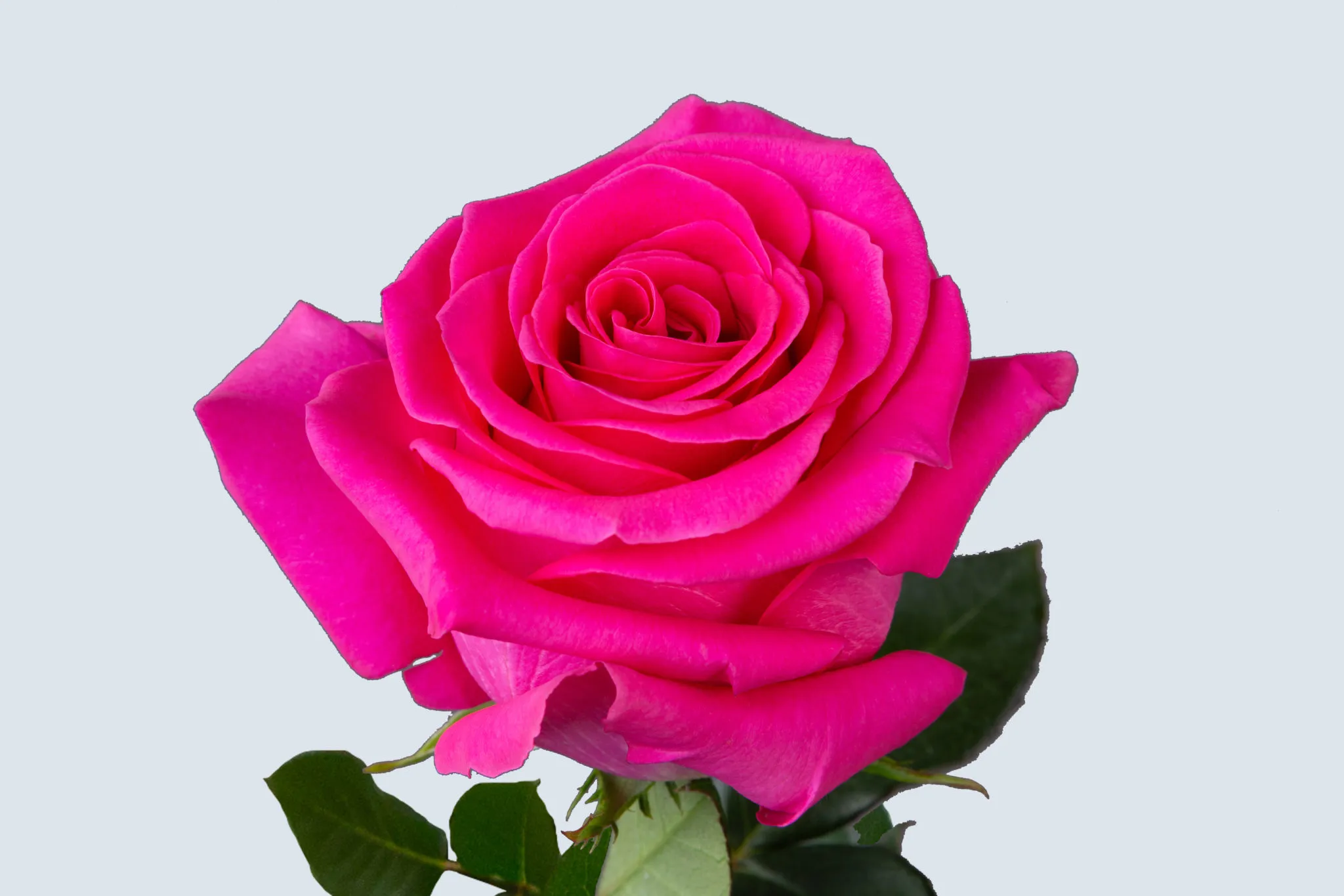 Pink Roses