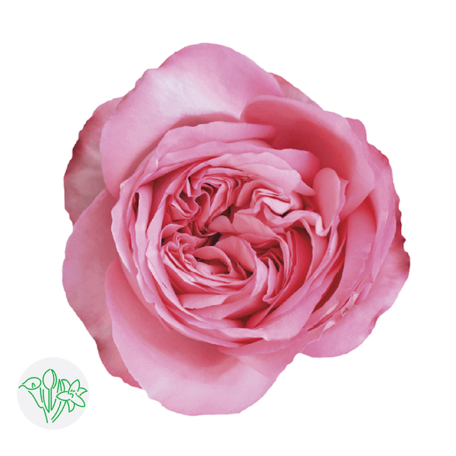 Pink Xpression