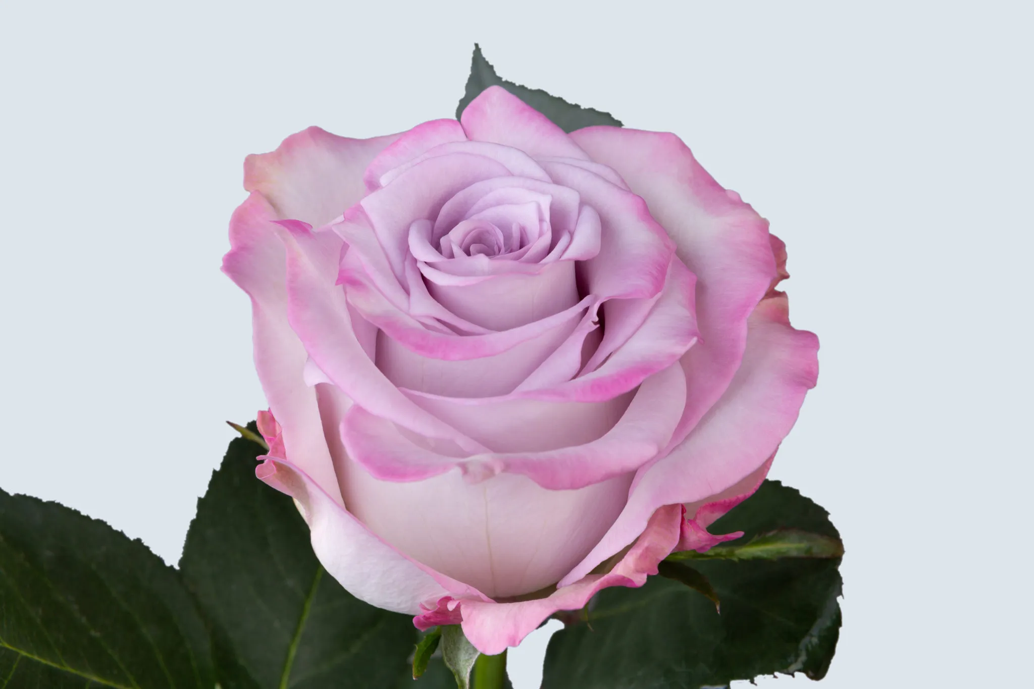 Purple Roses