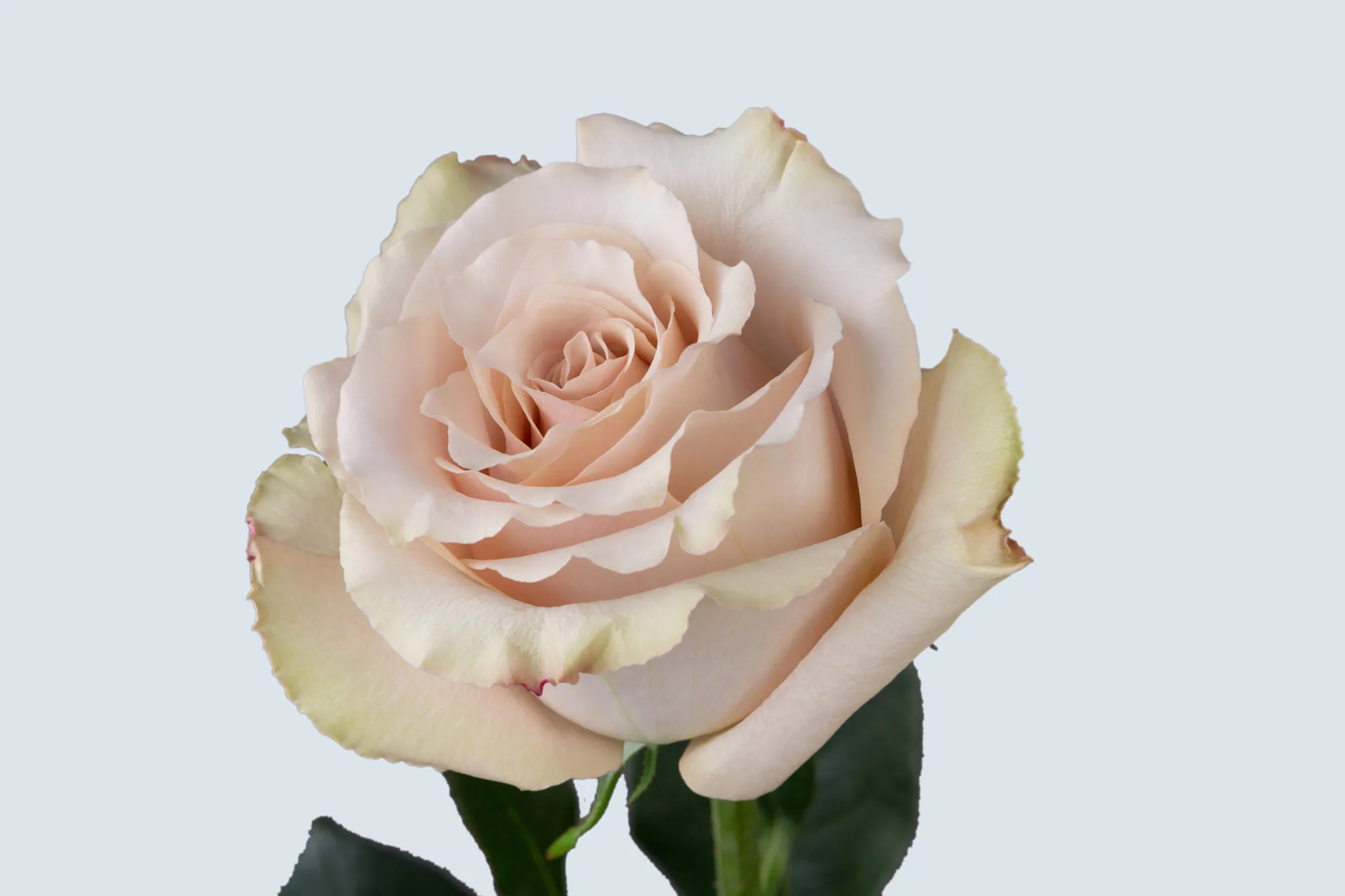 Novelty Roses