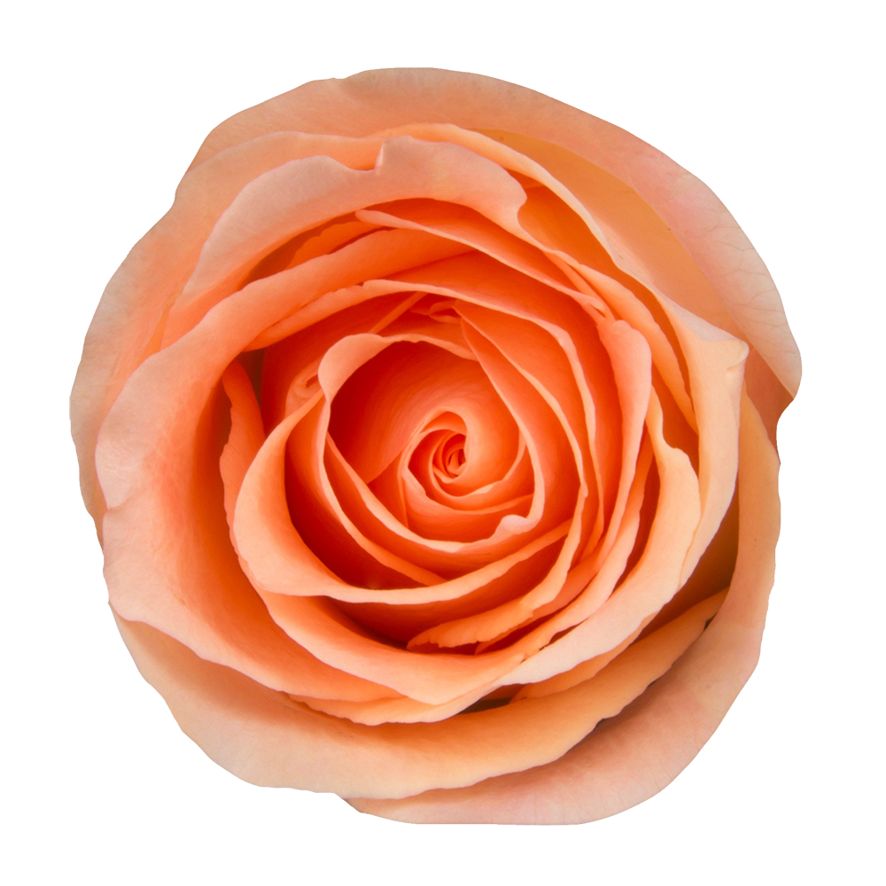 Peach Roses