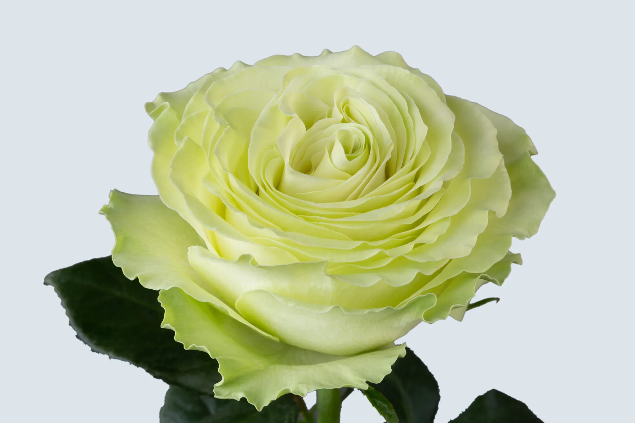 Green Roses