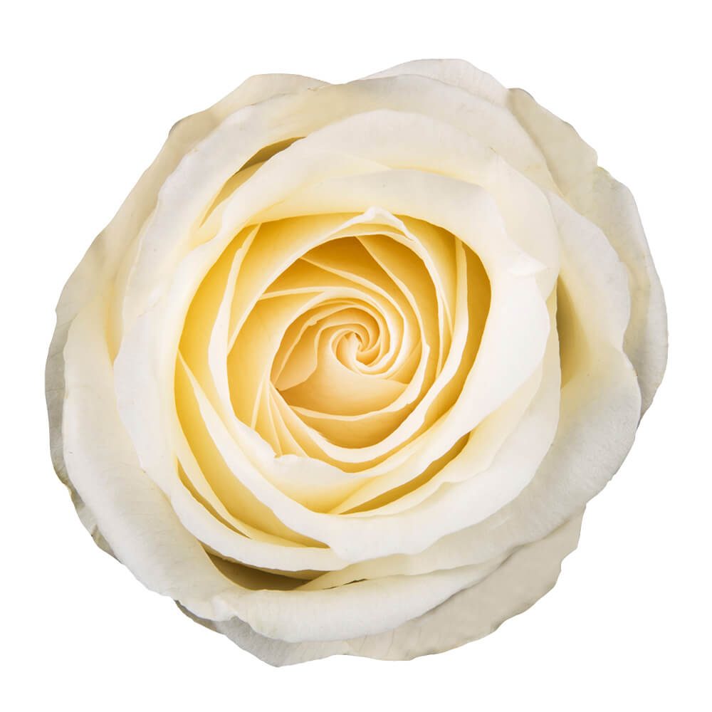White Roses